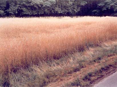 'Roggenfeld Bielefeld-Ummeln', 1995 von Simone Nieweg