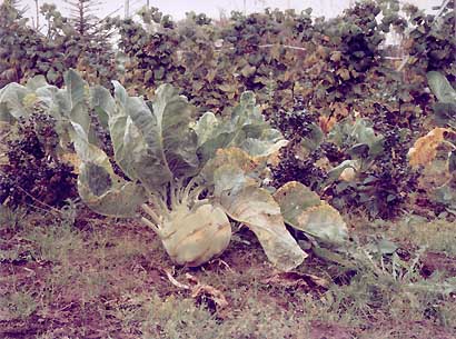 'Kohlrabi Schiefbahn', 2001 von Simone Nieweg